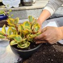 일심당한의원 이미지