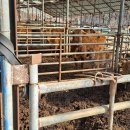 한우축사 이미지