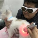 민트동물병원 이미지