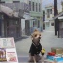 강아지풍경 이미지