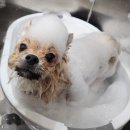 오쉬오트 이미지