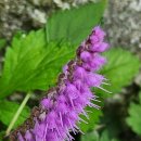 꽃향유 | 하동 케이블카 탑승 및 금오산 정상 둘레길 산보 후기