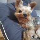 더 도그맘 이미지