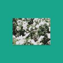 공진중학교 이미지