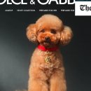 Luxury Dog 이미지