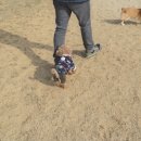 윤선생 애견훈련소 이미지