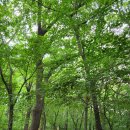 《경기이천》설봉산~백운봉~이섭봉 산행!짬산행으로 올라 예쁜산에 홀딱 반하고 왔습니다. (22. 6.4일...