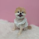 #the예쁘개 이미지