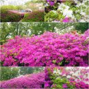 철쭉동산 이미지