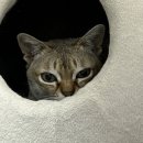 담은동물병원 | 고양이 없이 보호자만 다녀온 동물병원 진료상담 - 10살 고양이 스코티쉬폴드 핑이 이야기