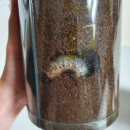 방개농장 | 김포곤충농장 곤충박물관 장수풍뎅이 애벌레 키우기 키트 받아왔어요 (곤충체험,자연생태체험)