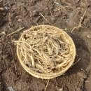 솟을터 | 패스트푸드 많이 먹는 사람에게 필수네요.사포닌이 가득 도라지의 놀라운 효능