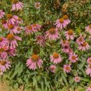 강화쑥쑥 2 이미지