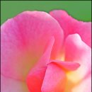 꽃들처럼 이미지