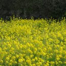 하도별방진 이미지