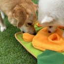 놀러오개 애견유치원 애견호텔 풍동식사점 이미지