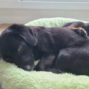 다정하개 이미지