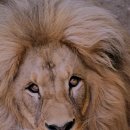 고려동물약품 이미지