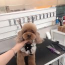 이든반려견 문화센터 이미지