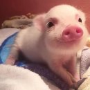 돼지세상 이미지