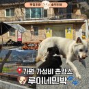 금산서울팬션민박 | 가평루이네민박 가성비촌캉스 추천 서울근교 뚜벅이 촌캉스 후기(강아지 너무 귀여워요)