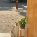 카페 펀치즈 이미지