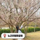 영동 29-6 ~ 영동 28-1 | 영동 노근리평화공원 충북 숨은 벚꽃명소 가볼만한곳