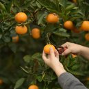 제주에산다면 이미지