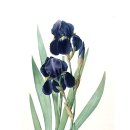 보태니컬아트 이미지