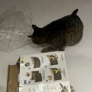 낄낄고양이 | 5kg 고등어 고양이의 다이소 흔들의자 후기