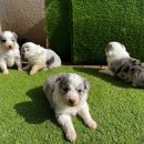 폼스하우스 이미지