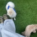 댕글멍글 이미지