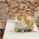 삼마네개냥이 이미지