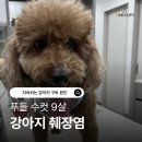 학장동물병원 | 학장 동물병원 지속되는 강아지 구토 원인 췌장염 치료 후기
