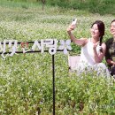 봉평메밀숲 이미지