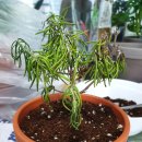 로즈마리 정원 이미지