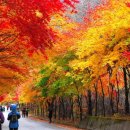 10월 28일 설악산 은비령 단풍길과 원대리 자작나무숲의 황금빛 노래 이미지