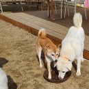 들어오시개 이미지