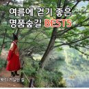 여름에 걷기 좋은 명품 숲길 best 5 이미지