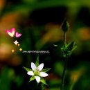 만두의달인 이미지