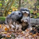 메이트 동물병원 이미지