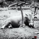 황소미가 이미지