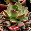 핑크라인 Daum카페