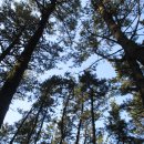 몰운대 시비 이미지