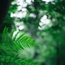 미스플라워 - 서구 계룡로 560 | 미스플라워