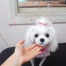 큐리애견 이미지
