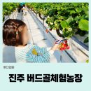 산유통 | 진주 버드골체험농장 딸기체험 후기
