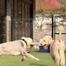 펫# | 강아지 학교 보내봤더니 생긴 변화 (내돈내산 펫스칼라 후기)