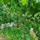 나현농장 이미지