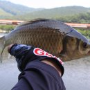 물반고기반 이미지